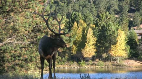 Elk During the Rut Stockbeeldmateriaal 12451858