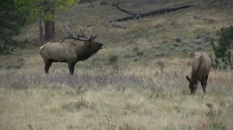 Elk During the Rut Vídeos de archivo 12452155