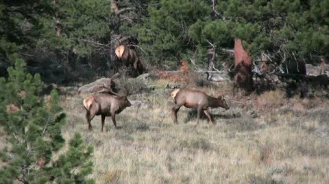 Elk During the Rut Vídeos de archivo 12464739