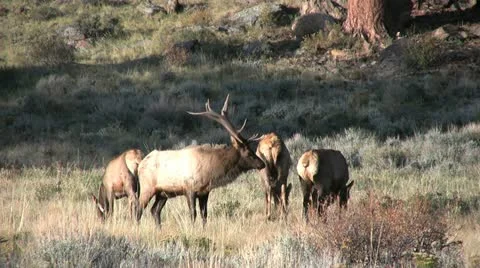 Elk During the Rut Vídeos de archivo 12468350