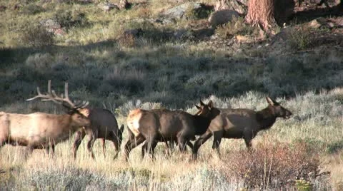 Elk During the Rut Vídeos de archivo 12468442