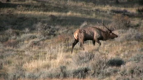 Elk During the Rut Vídeos de archivo 12473316