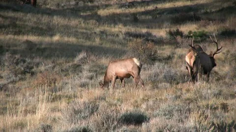 Elk During the Rut Stock-Footage 12473972