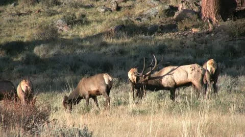 Elk During the Rut Video stock 12474114