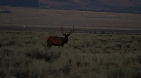 Elk at dusk Stock Footage 32454441