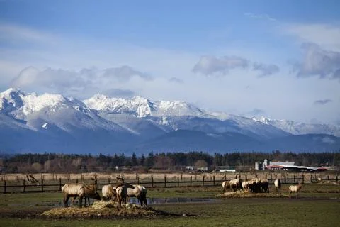 Elk eat in groups with a dramatic mountain scene in the background. Stock Photos