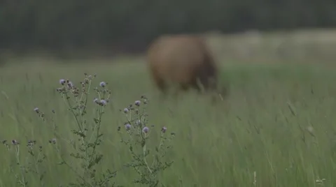 Elk eating in field Stock Footage 47289912