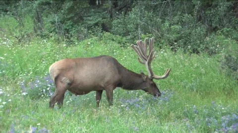 Elk eating Stock Footage 144757