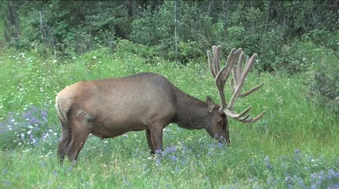 Elk eating Stock Footage 144775