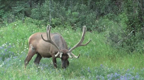  Elk eating Stock Footage 144798