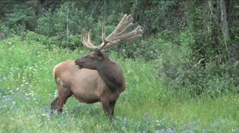 Elk eating  Video stock 144805