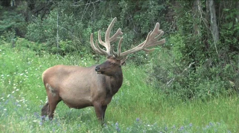  Elk eating Stock Footage 144822