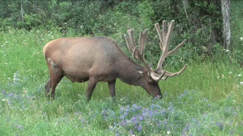 Elk eating Video stock 144831
