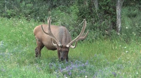 Elk eating Video stock 144848