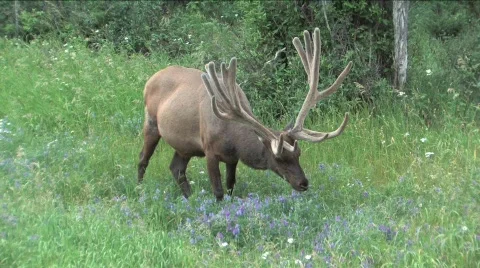 Elk eating Stock Footage 144861
