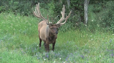 Elk eating Stock Footage 144872