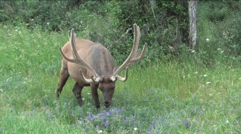 Elk eating Stock Footage 144881