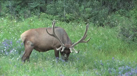  Elk eating Video stock 755609