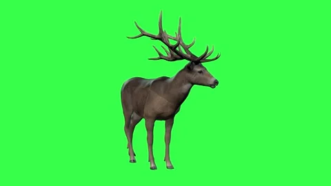 Elk eating grass in a field. Video stock 322178564