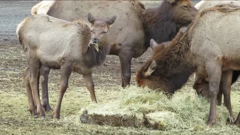 Elk eating hay Stock Footage 146293649