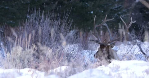 Elk Eating Its Lunch 스톡 동영상 240034907