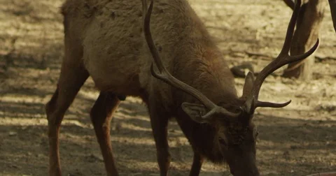 Elk Eating Wheat 動画素材 81225152