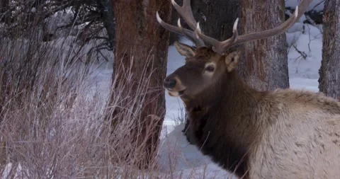 Elk Faces the Camera 스톡 동영상 240035364