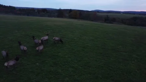 ELK Fall Trees drone PA Pennsylvania Stockbeeldmateriaal 218196640