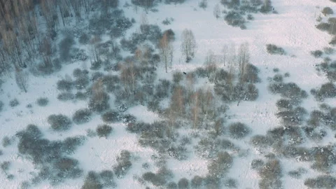 Elk feed on trees and shrubs and herbaceous vegetation in winter. Stock Footage 149186869