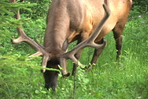 Elk feeding Stock Footage 147795
