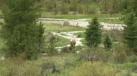Elk feeding Stock Footage 12766495