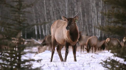 An Elk feeding himself in the forest Stock Footage 72257825