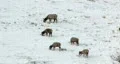 Elk feeding in snow on hillside HD Vídeo HD