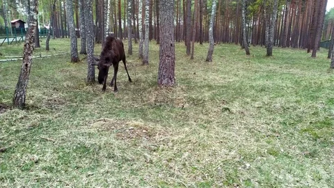 Elk feeds in the forest. The elk is located in the protected area of the Stock Footage 108633329