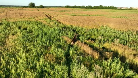 Elk in field, aerial view. Stock Footage 204798409