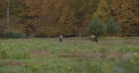 Elk in field grazing Stock Footage 254274955