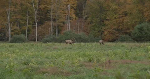 Elk in field grazing Stock Footage 254275192