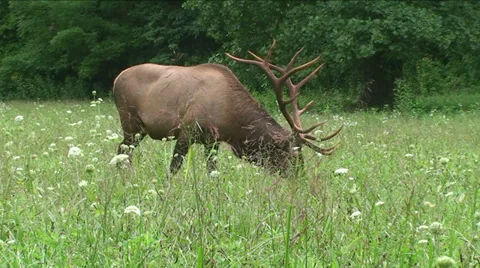 Elk in Field Medium 1 Stock-Footage 29797477