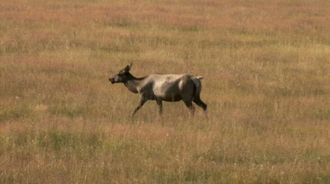 Elk in a Field-pan Видео 781440