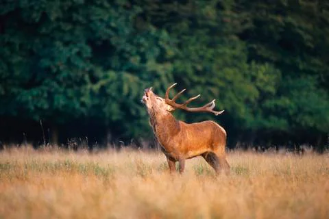 Elk in Field Stock Photos