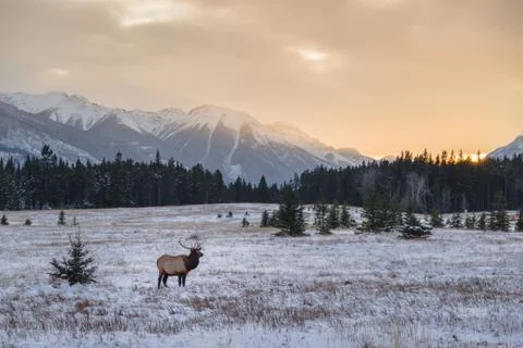 An elk in the field Stock Photos