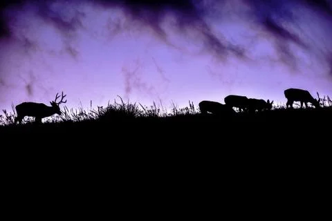 Elk in field Stock Photos