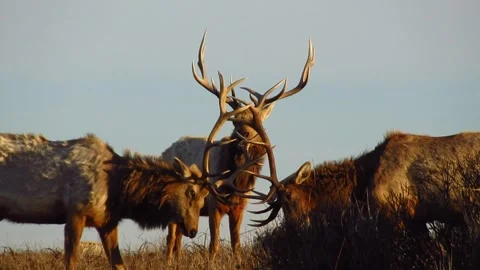 Elk Fighting with Antlers Stock Footage 255000366