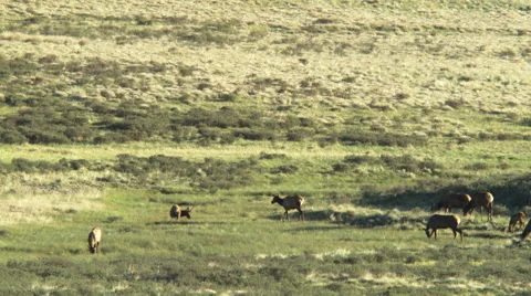 Elk fighting Stock Footage 40029763