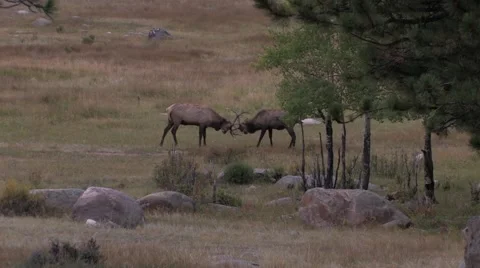 Elk Fighting1 at 29.9fps Stock-Footage 43857780