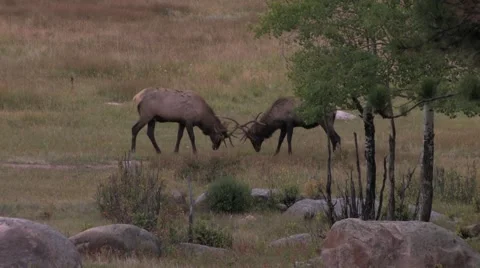 Elk Fighting2 at 25fps Stock-Footage 43857797