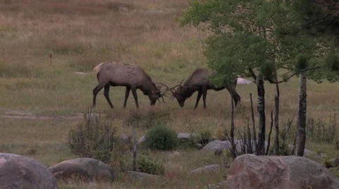 Elk Fighting2 at 29.9fps Vidéo 43857777