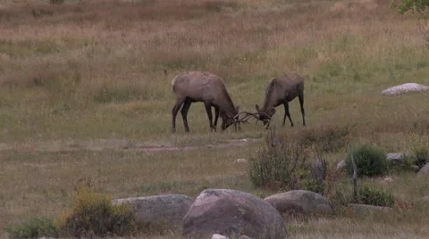 Elk Fighting3 at 25fps Vidéo 43857778