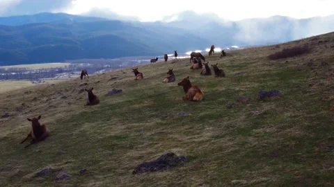 Elk Fly Over to Valley 스톡 동영상 152410589