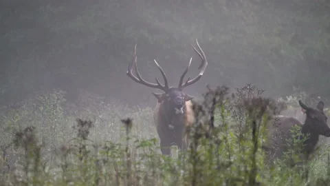 Elk in Fog Stock Footage 211174812